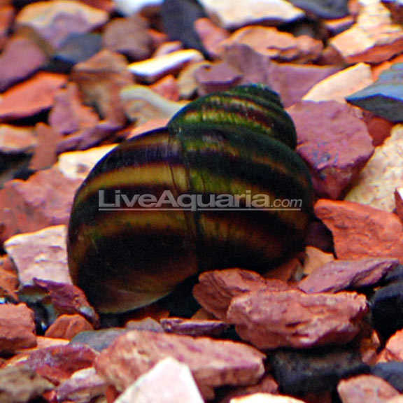 lg-89935-snail