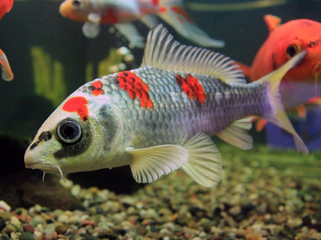 small-koi-fish-in-aquairum
